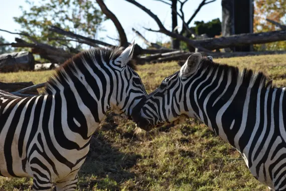 Casino Sticky Wilds Assistance